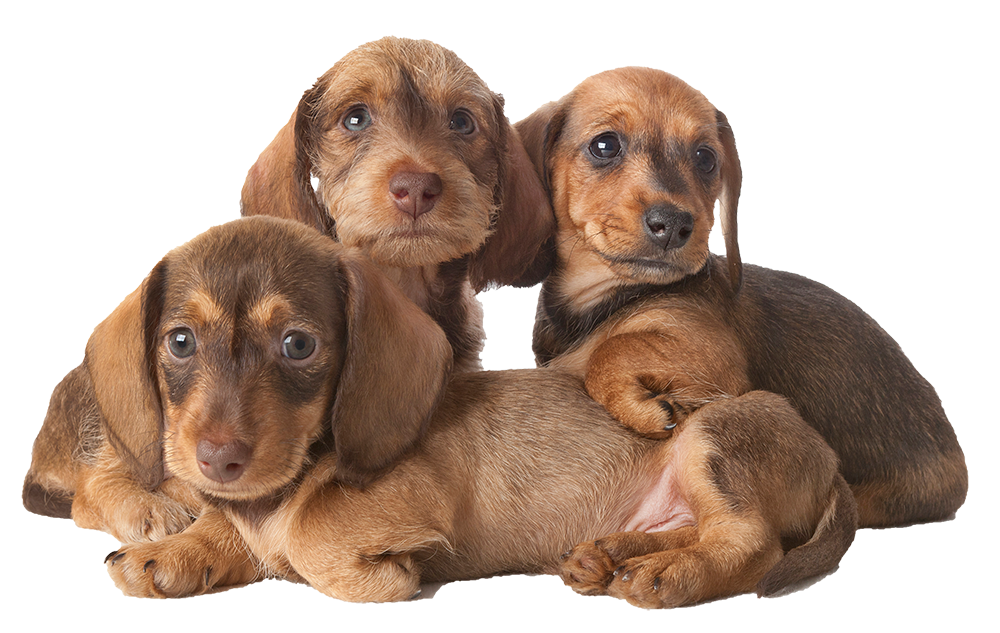 dachshund puppies dachshund puppies